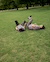 A young couple lying on their backs in a grassy park, laughing and enjoying the moment. They are in a wide open space with trees visible in the background.